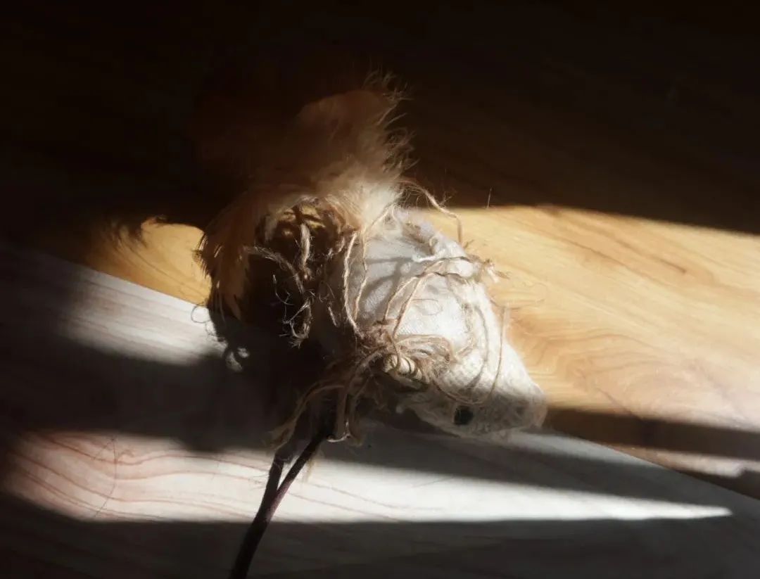 毛毛宠城堡新宠:登登|写给我的小猫咪