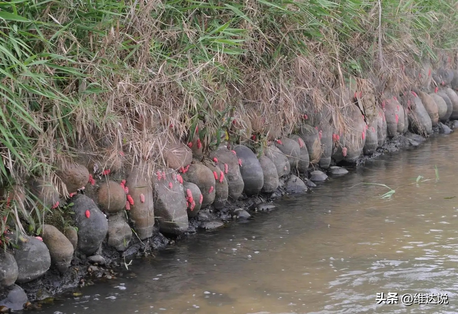 外来生物入侵鳄雀鳝怎么出现的,图说外来入侵物种鳄雀鳝