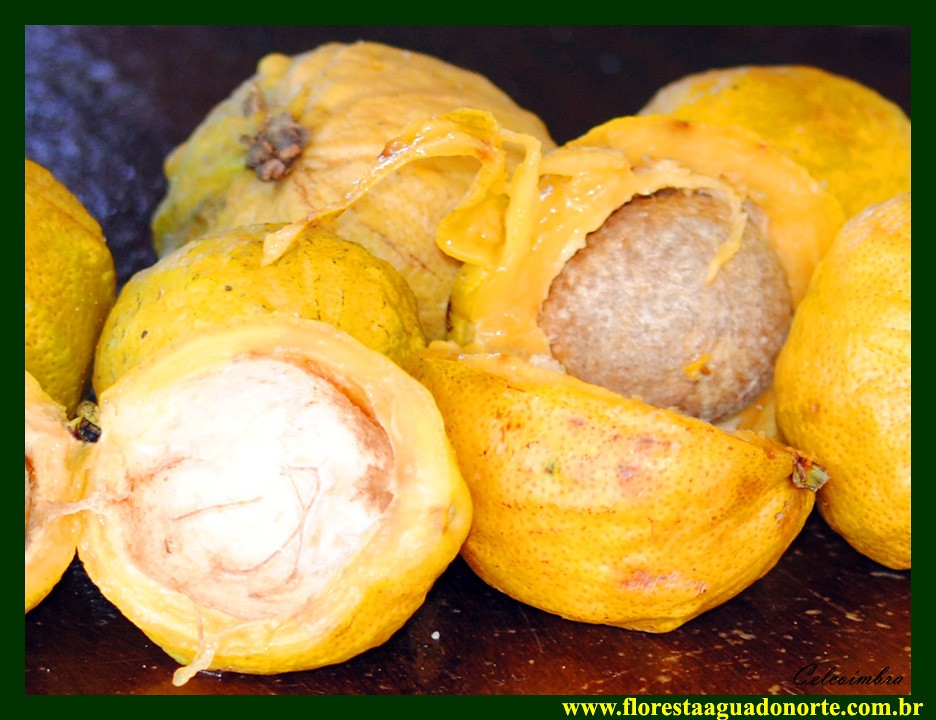 藤黄水果,藤黄科的水果有哪些