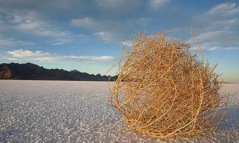 风滚草在美国泛滥成灾，入侵多条公路，为何在我国却难以长大？