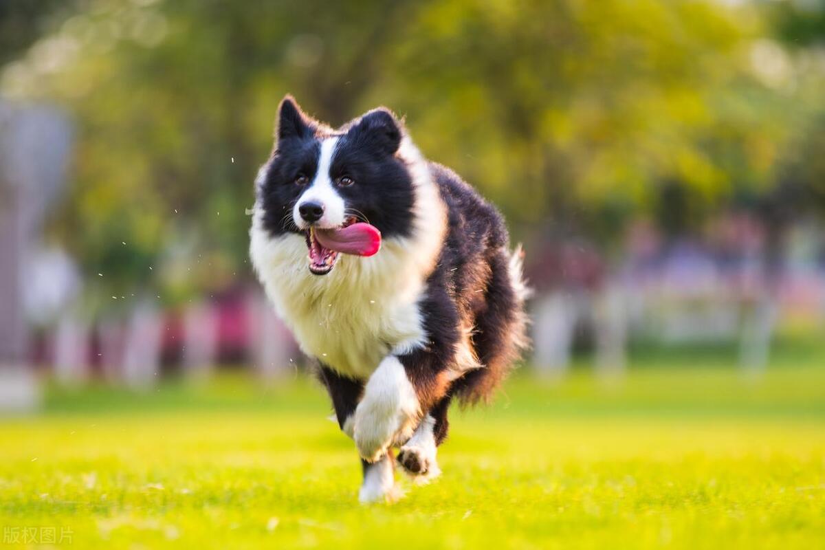 适合女生养的狗防身,最适合女生养的狗排名