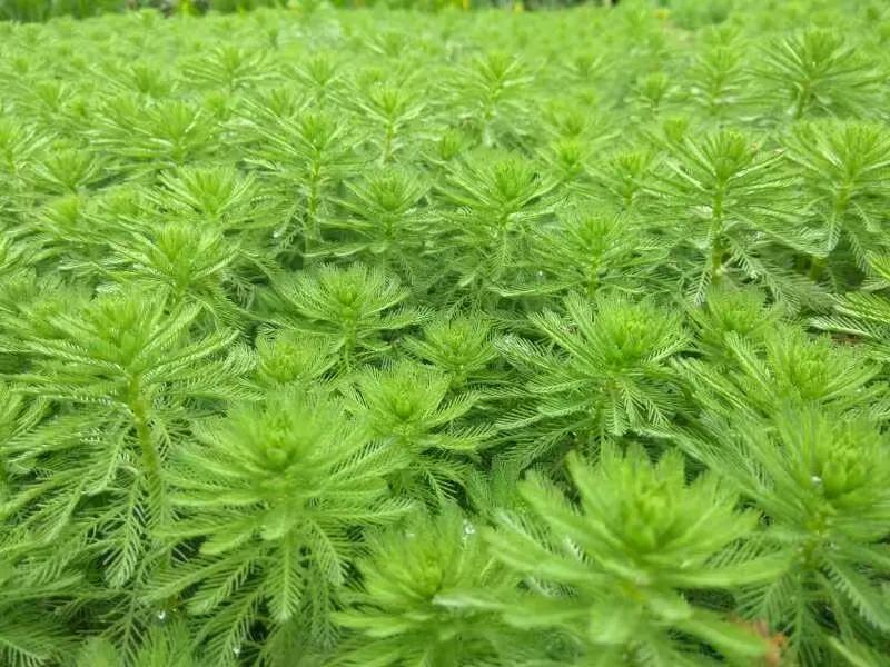 自己做拉拉队花球,自己做拉拉队牌子