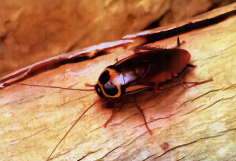 为什么蟑螂死了周边好多小蟑螂,为什么蟑螂会被称为杀不死的小强