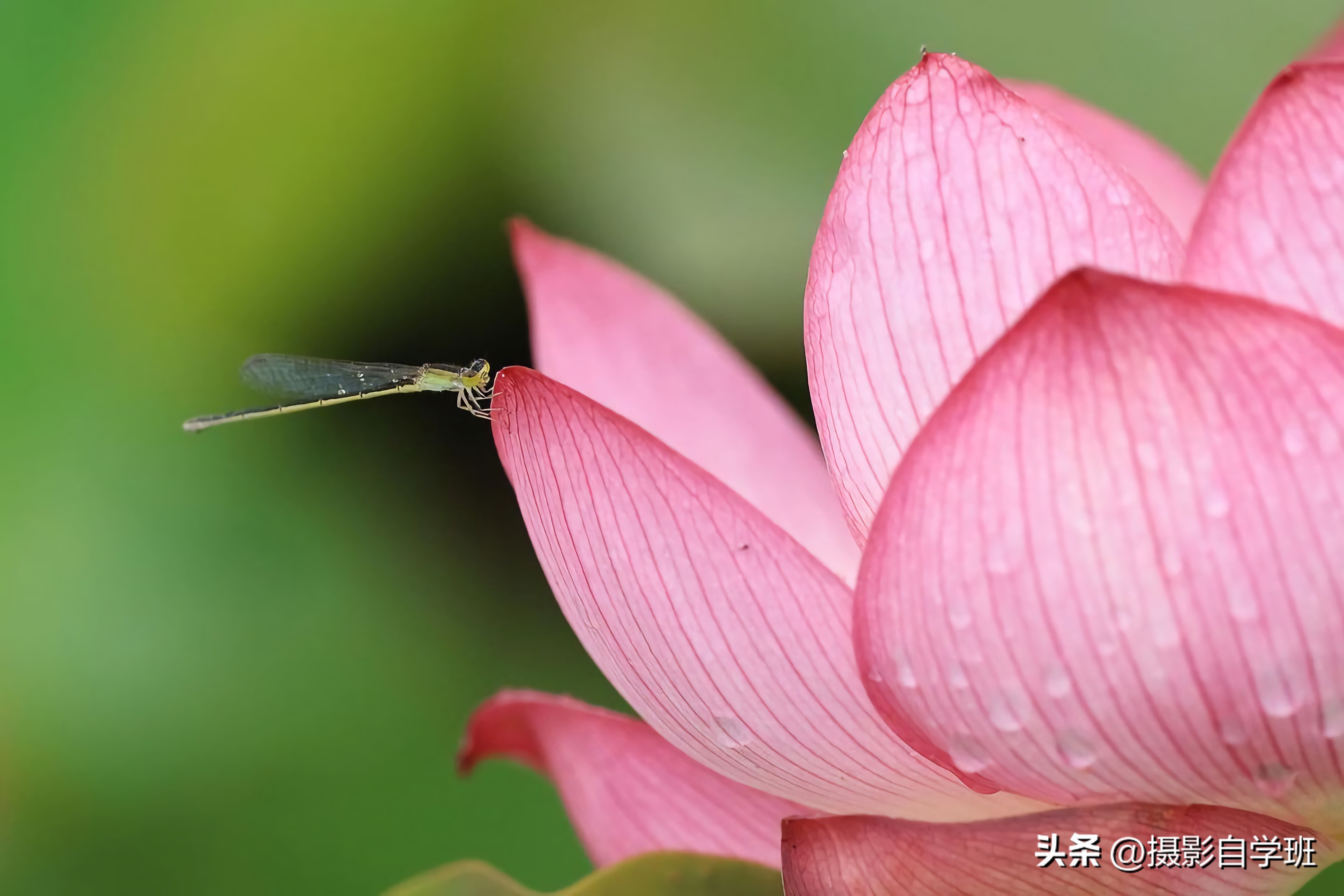 摄影后期修图教程荷花后期,手机拍摄荷花摄影师总结10个技巧