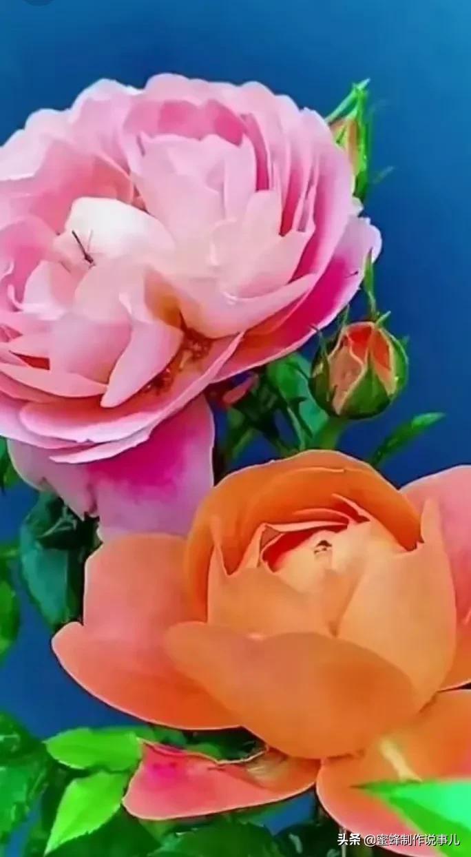 鸟语花香百花争艳让人陶醉,宁静祥和鸟语花香