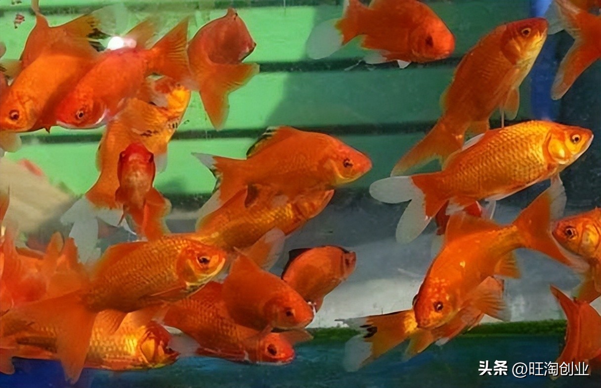 观赏鱼的盈利模式,养观赏鱼成本多少钱