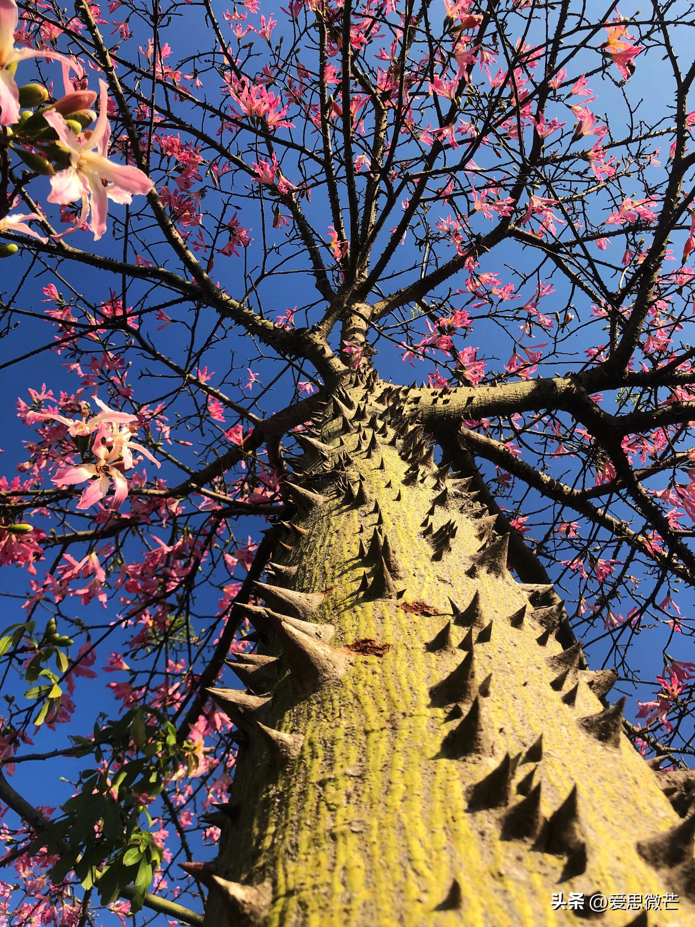广州异木棉观赏地点,异木棉广州拍照