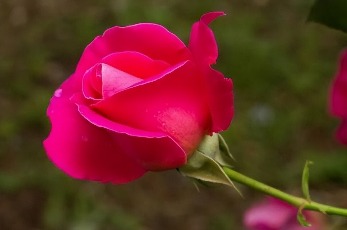 2022年虎和兔2023年哪个属相好,属虎和什么属相最配婚姻最好呢