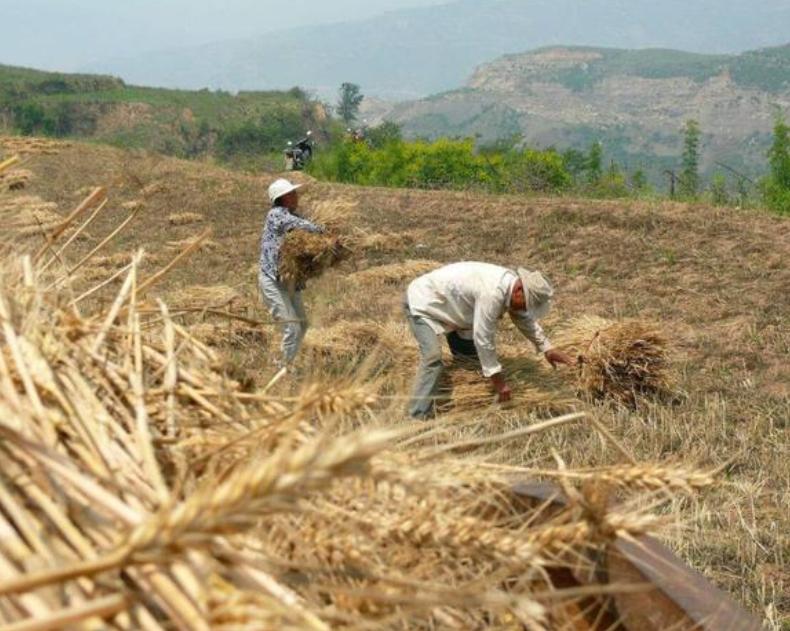 志愿军战后有多少人留在朝鲜,志愿军留了多少人在朝鲜