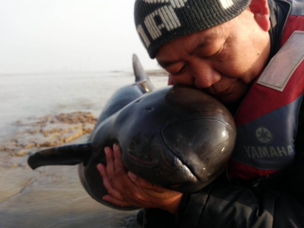 长江十年禁渔江豚动画,长江禁渔十年是为了江豚吗