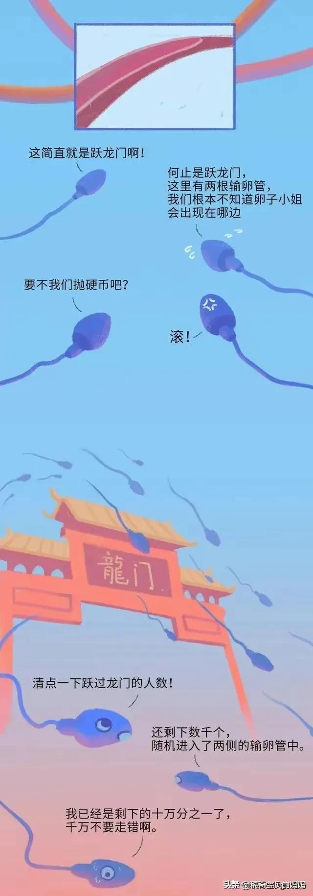 精子进入女生体内的24小时，都发生了些什么？励志漫画