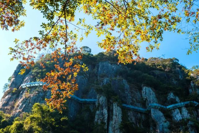 永泰青梅花开全部视频,永泰青梅丰收季节