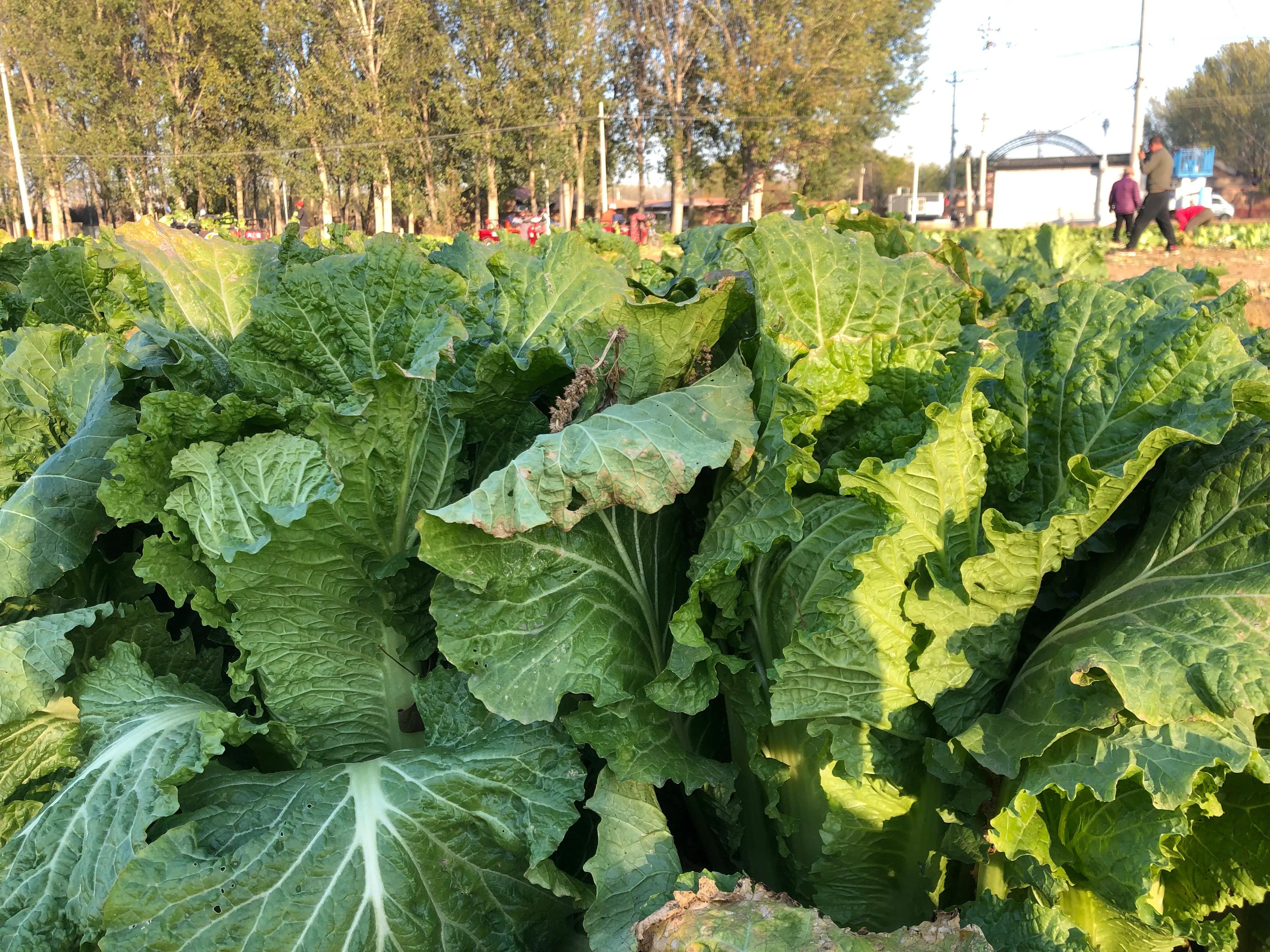 婕敾鍚堥泦,婕瘽鍘熺増