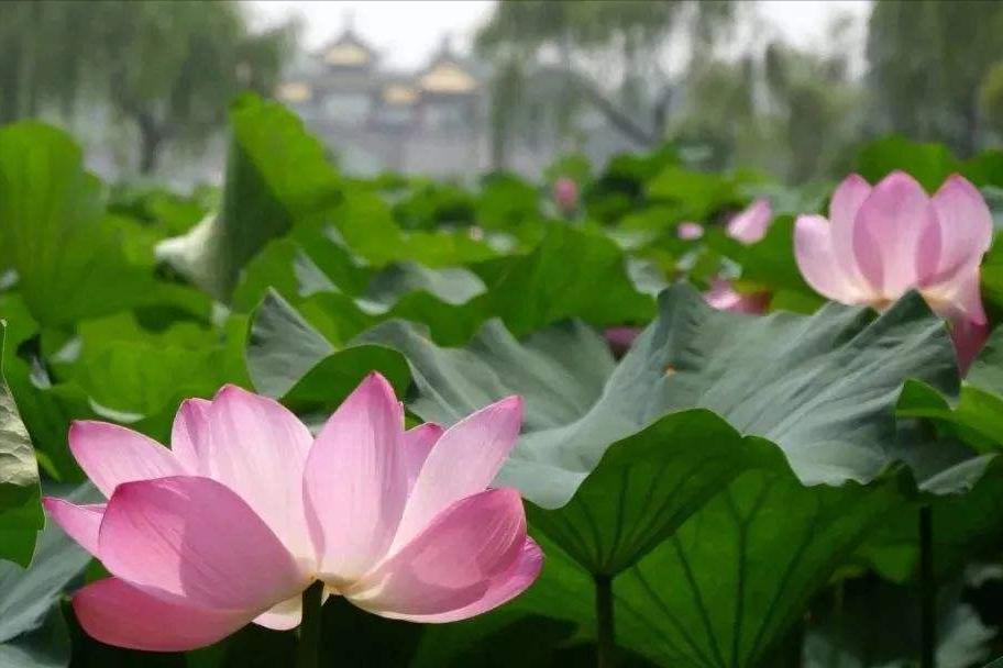 70句唯美荷花诗词,关于荷花的绝美诗句