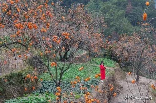 农村山里长有很多野生柿子,特别小的野柿子摘回来怎么处理