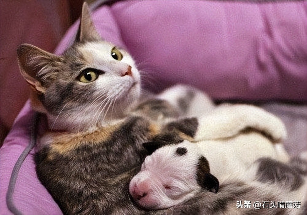 为什么猫生完宝宝还要挪窝,刚生育完的母猫总叫是什么原因