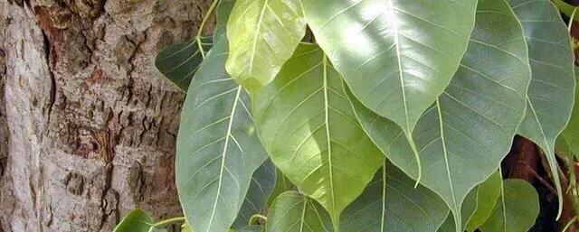 菩提树风景视频,菩提树唯美视频