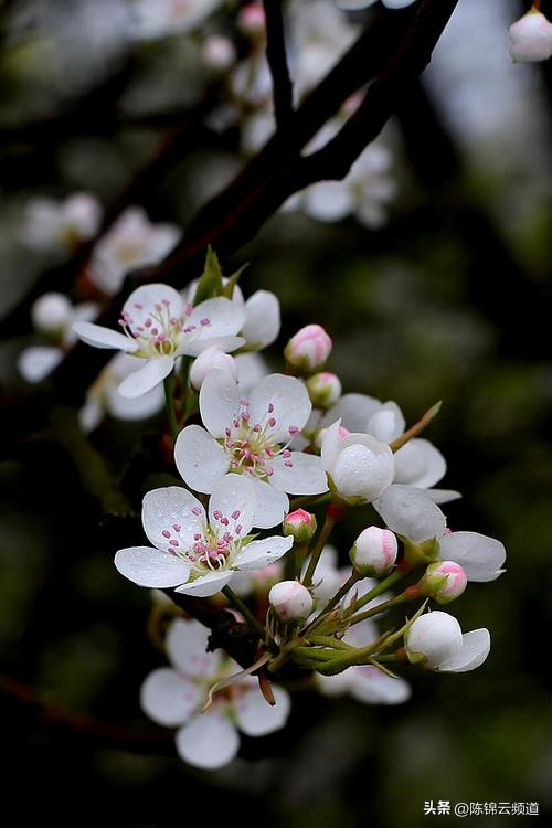 关于重阳节春节清明节的古诗,清明节积累关于传统节日的古诗词