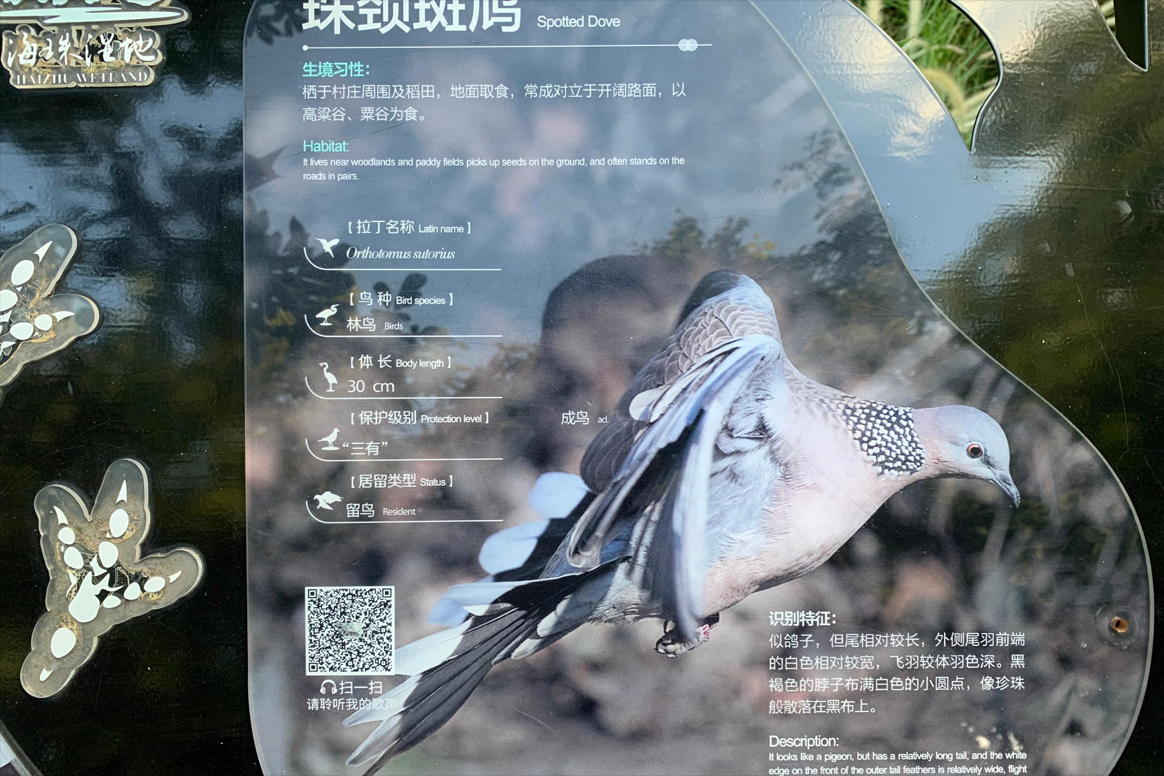 2022海珠湖公园春节游玩,海珠湖湿地公园最佳游玩时间