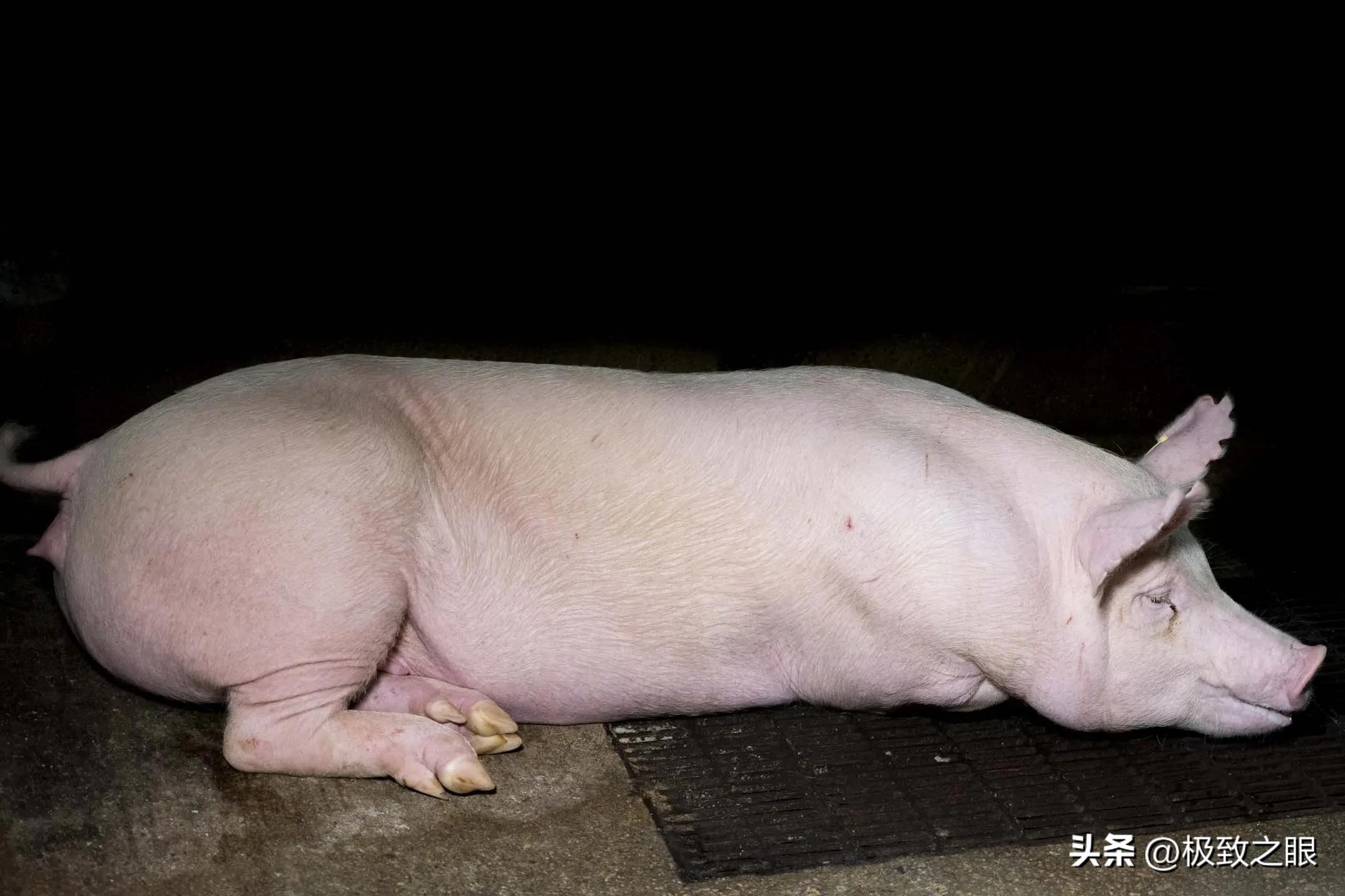 赌猪——暴涨暴跌，中国6亿头猪的造富游戏