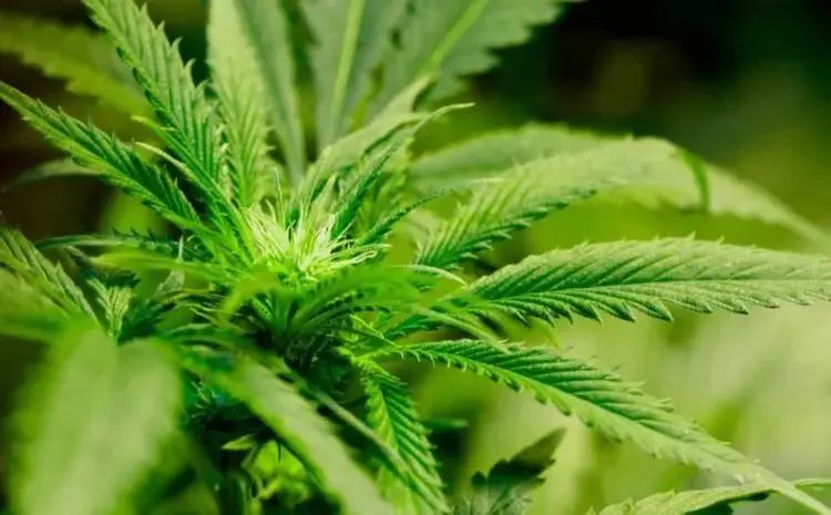 汉麻？雨露麻？奸商歇会吧，你不累我累