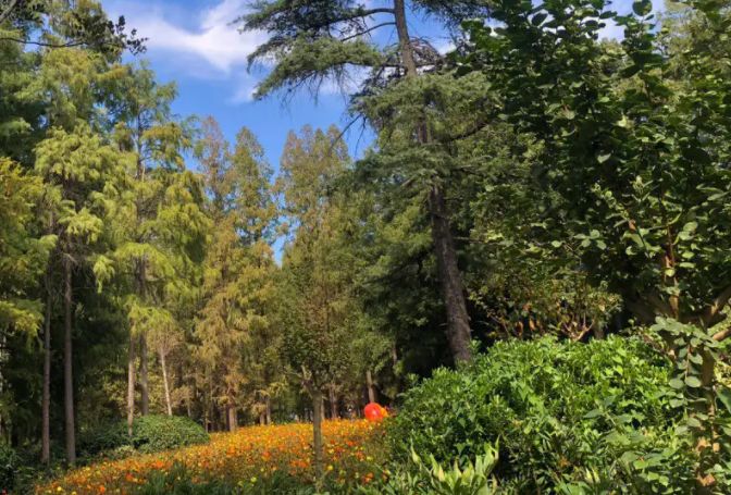 南京中山植物园导游,南京中山植物园游玩攻略大全