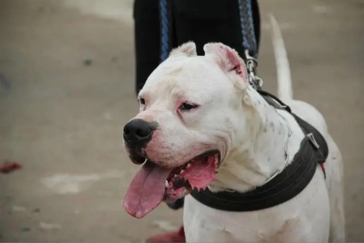 为什么说养狗一定要养大狗,杜高犬十个不养的理由