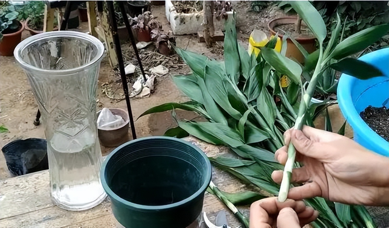 怎样让富贵竹长得又粗又壮,怎么能让富贵竹只长粗不长高