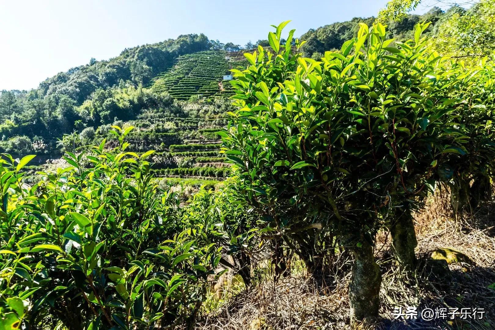 广东潮州凤凰海棠花谷，风光旖旎，3条绝美徒步线路值得一走