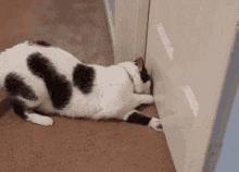 猫咪夜晚总是进进出出卧室，该怎么办？