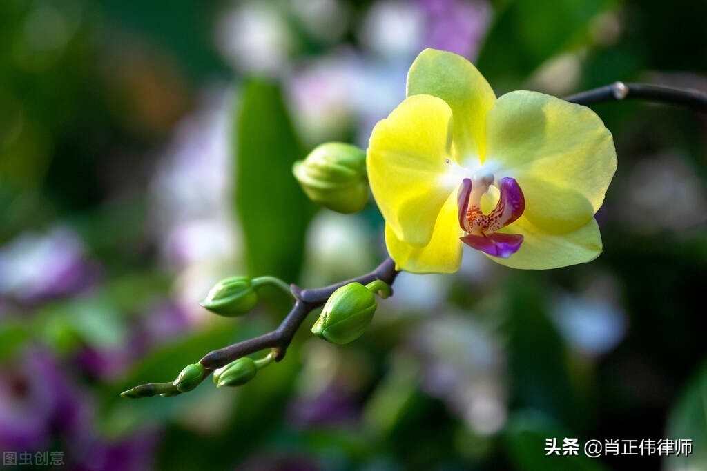 网贷管辖权异议申请,管辖权异议法律条文