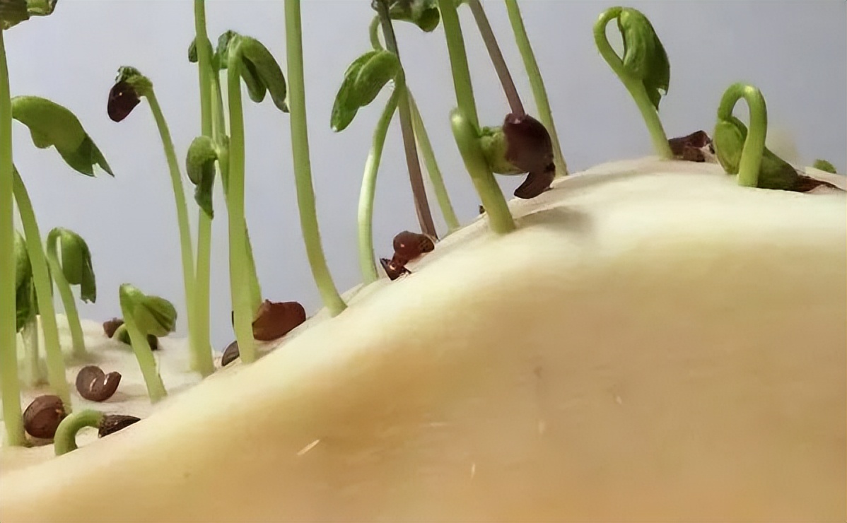 生物基枕头优缺点,什么是生物基枕头