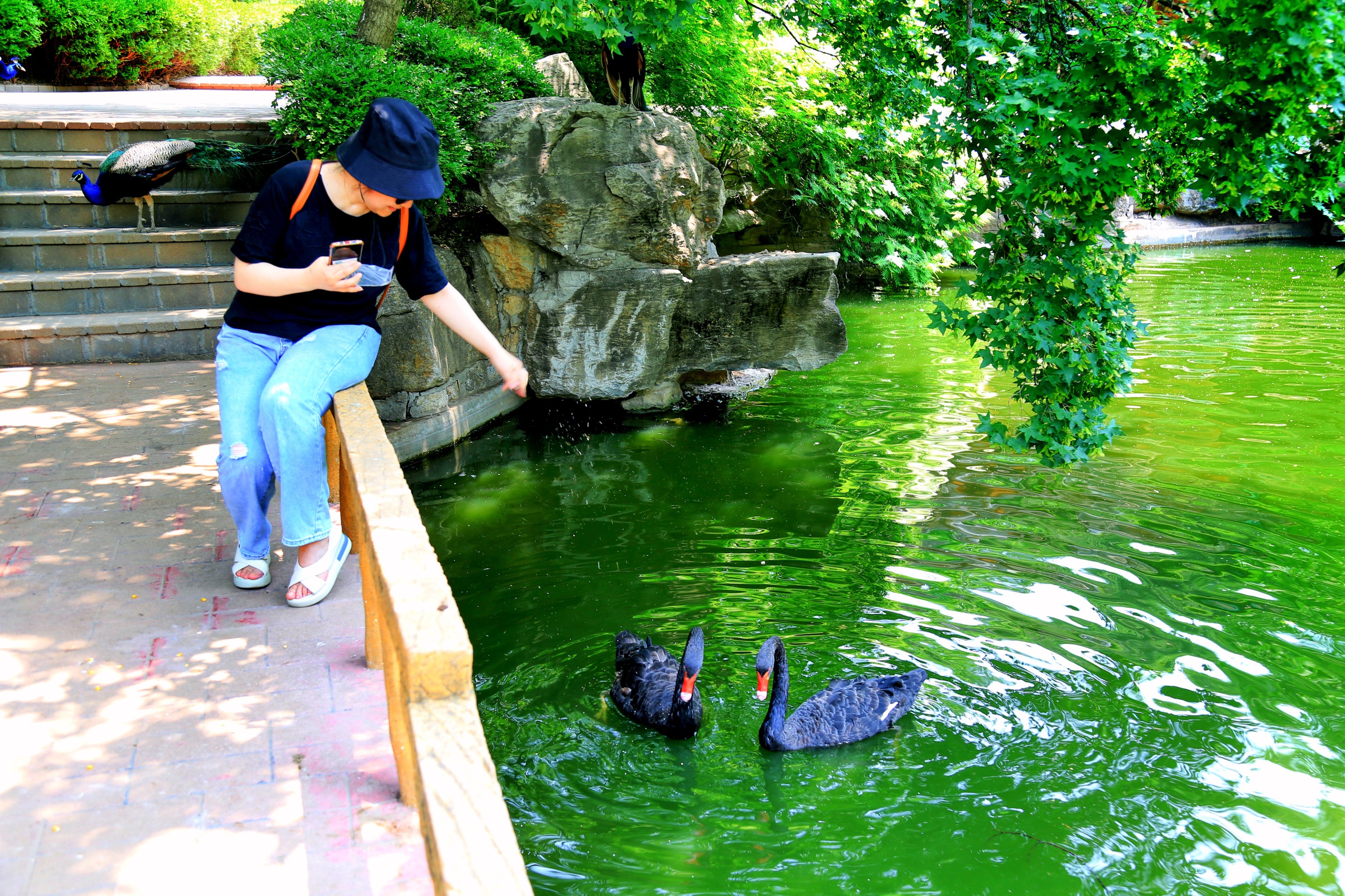 红叶谷教师节,红叶谷景区教师节免票