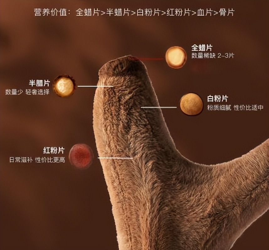 不同鹿茸的功效一样吗图片,鹿茸的形状影响鹿茸的功效么