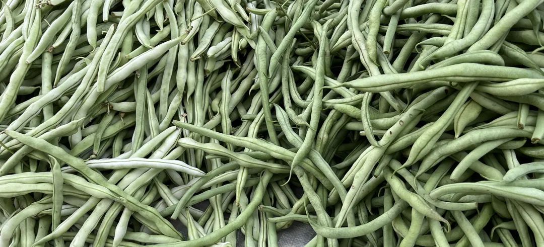 又到做西红柿酱的季节,什么季节做西红柿酱呢