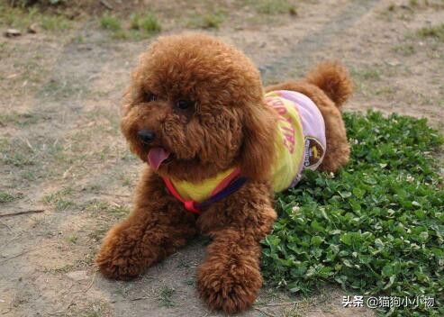 泰迪露肚皮是什么意思啊,泰迪露着肚子躺着睡觉