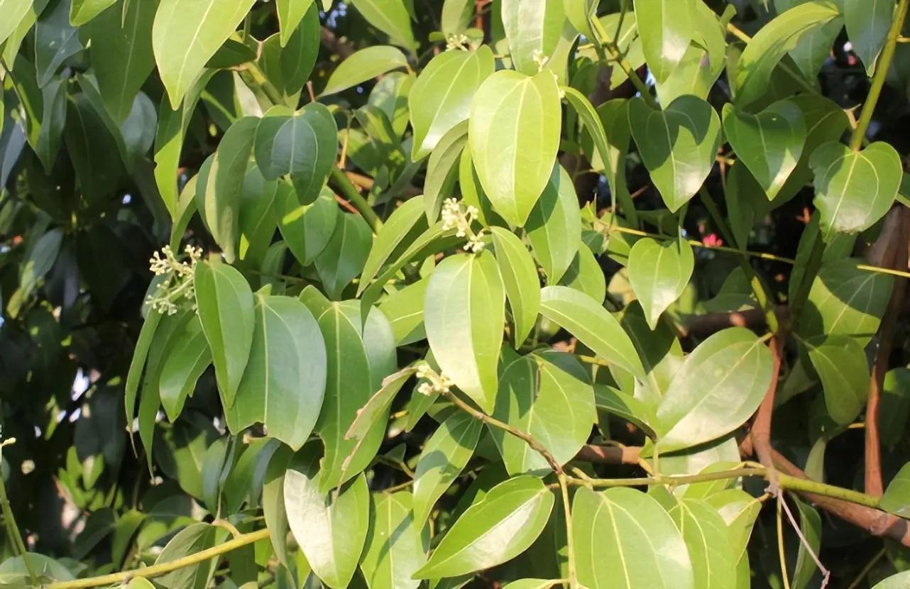 为什么桂皮剥下来树还能活,桂圆树和桂皮树是一种吗