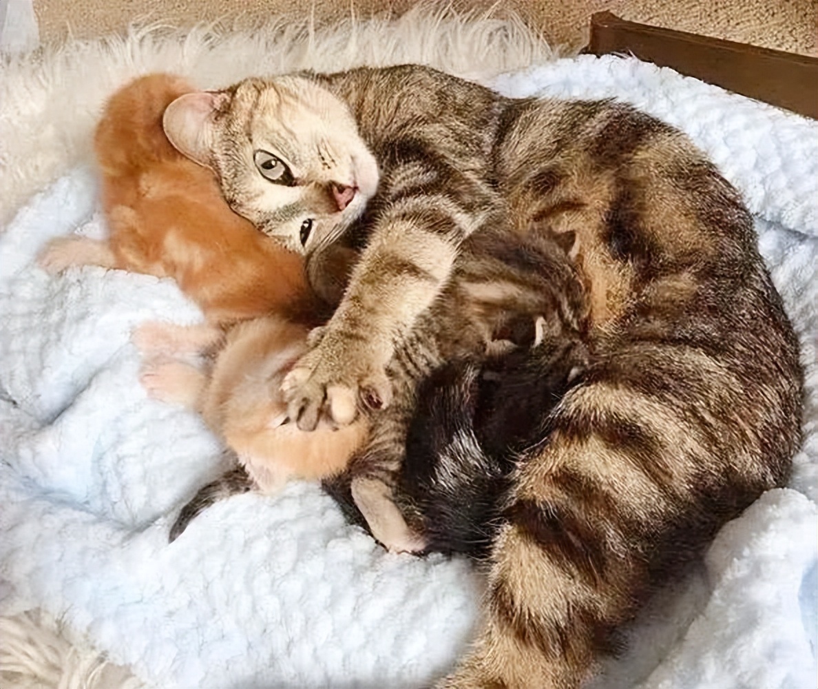 宠物猫妈妈为什么要把猫宝宝叼走,母猫会把小猫叼给铲屎官照顾吗