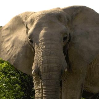 超写实主义动物素描作品欣赏,超简单精微素描凶猛的动物