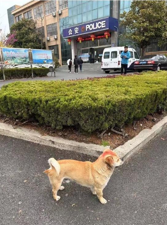 派出所警犬擦手,警犬被拿去擦手
