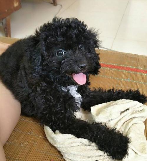 纯种泰迪和不纯种泰迪犬图片,你家泰迪多重