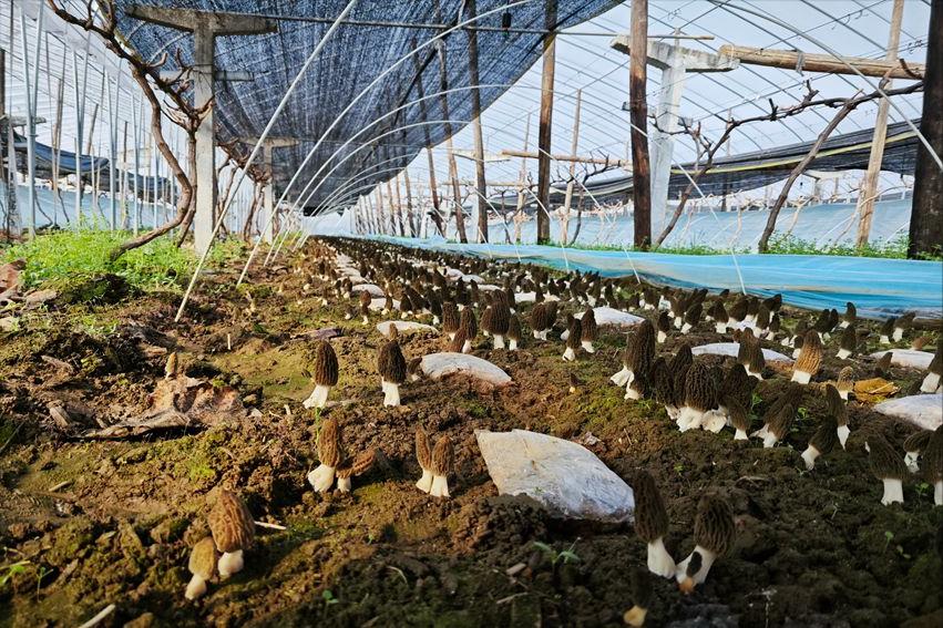 人工种植的羊肚菌多少钱一斤现在,人工种植羊肚菌目前价格