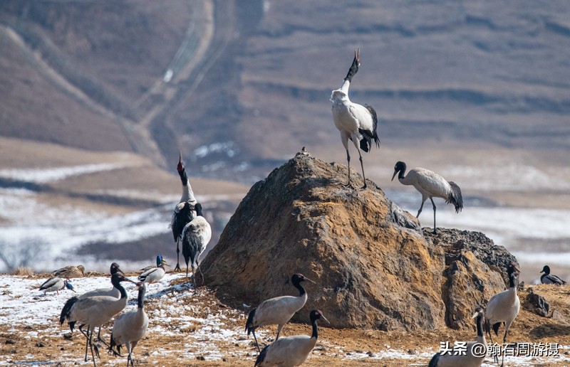 高原精灵黑颈鹤越冬之地——大山包（云、藏自驾旅行纪实之一）