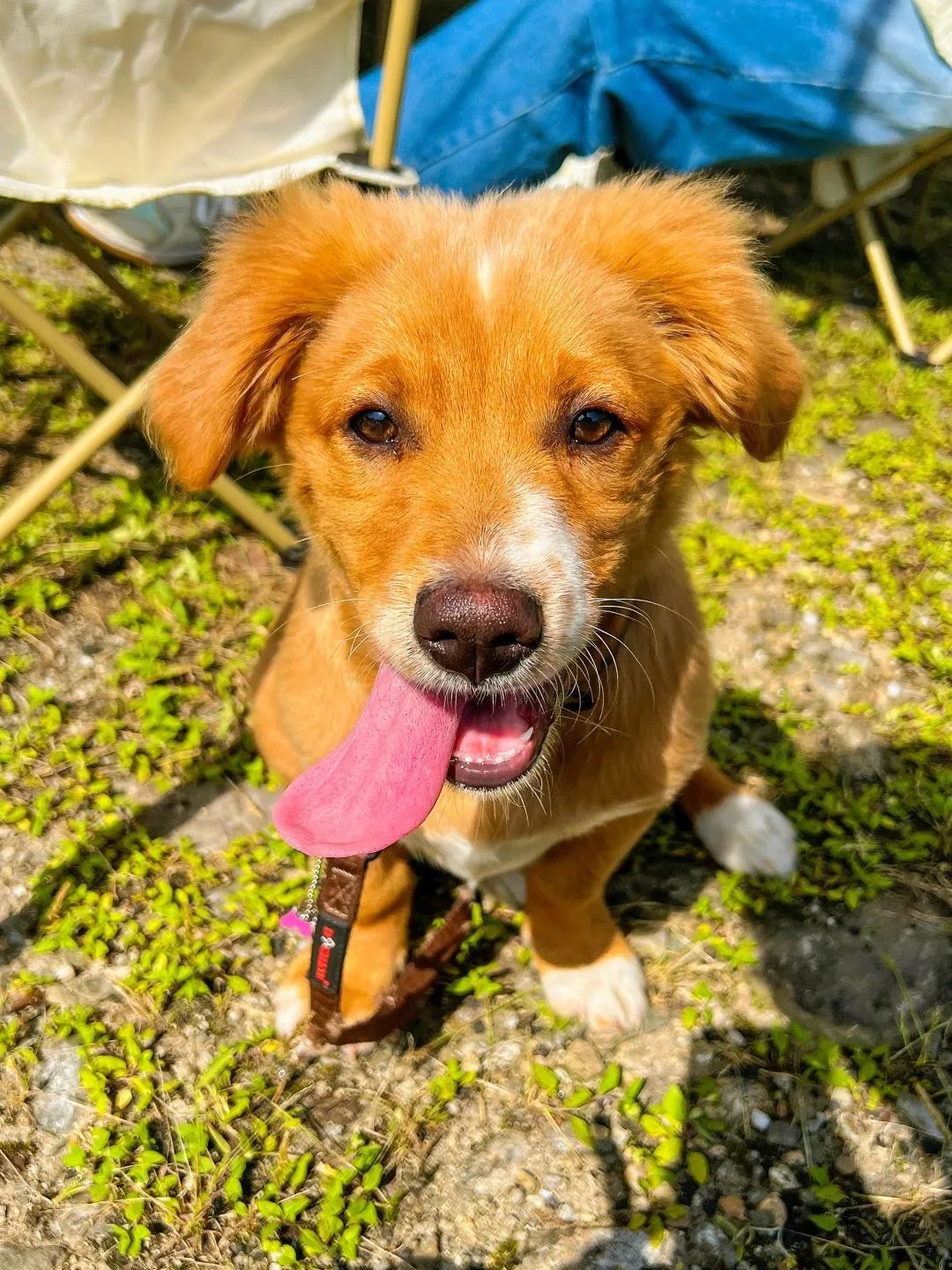 萌宠暴击！对不起我家狗子太萌了，想请你看一下！