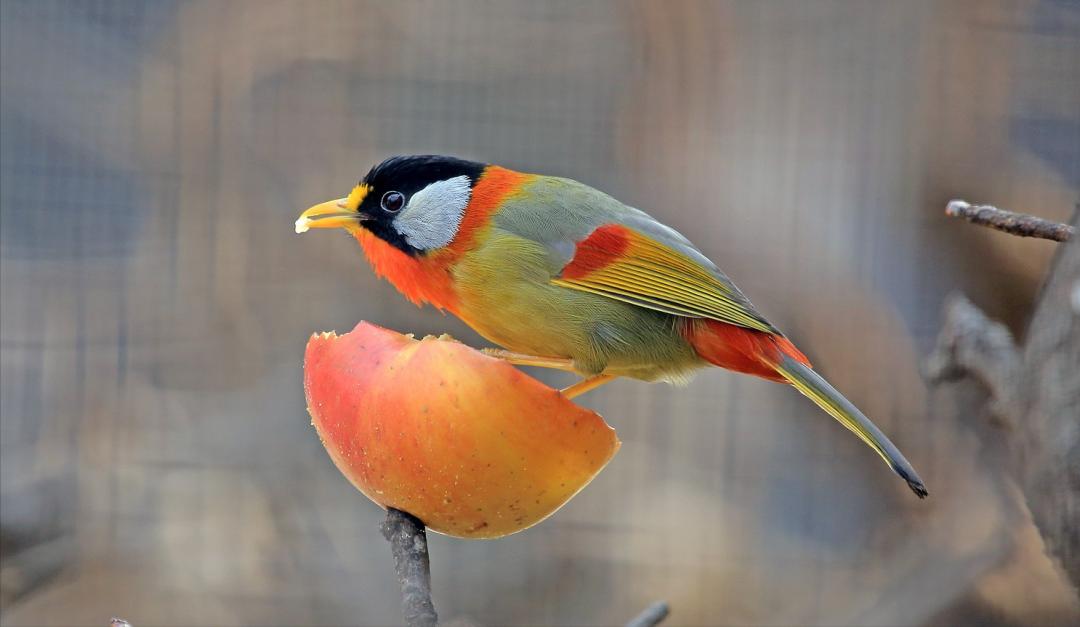 鸟儿大全高清图,高清珍稀鸟动态图片大全