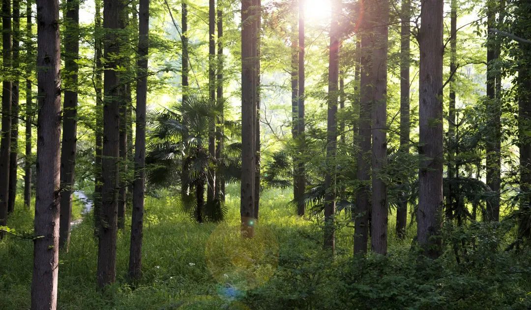 贵州专业森林防火监测预警系统,森林防火预警监测系统都有哪些