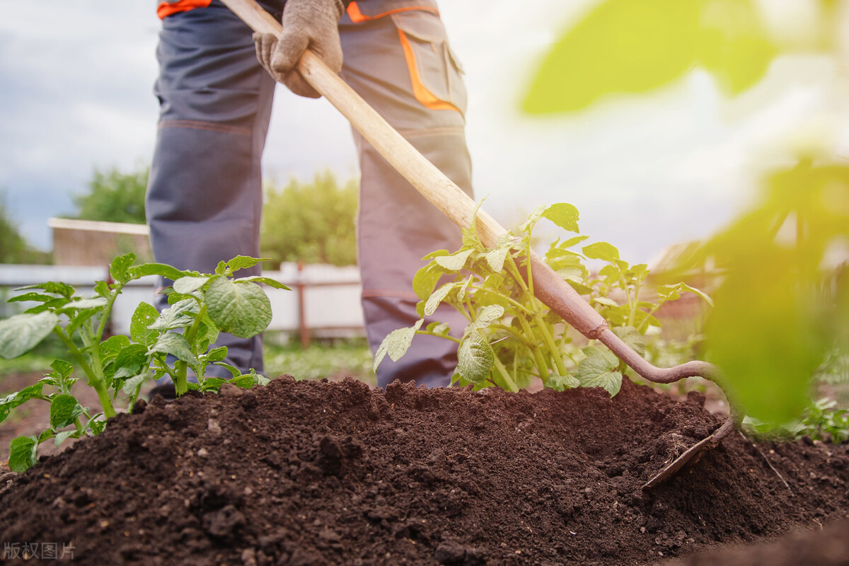 土豆怎么种植高产最好,土豆种植技术和培土方法