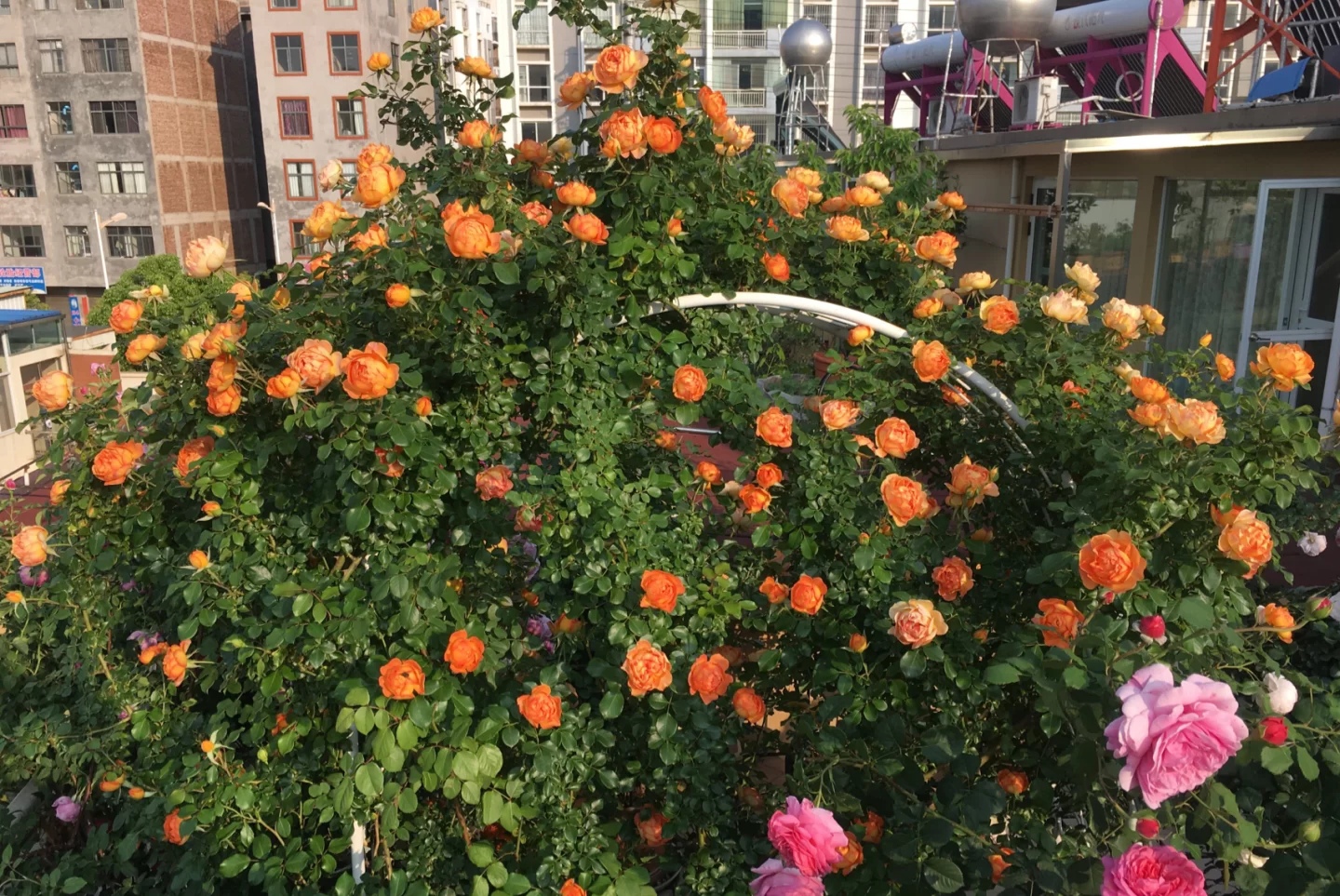 光照不足也能猛开花的藤本月季,抗病好养勤花的藤本月季品种