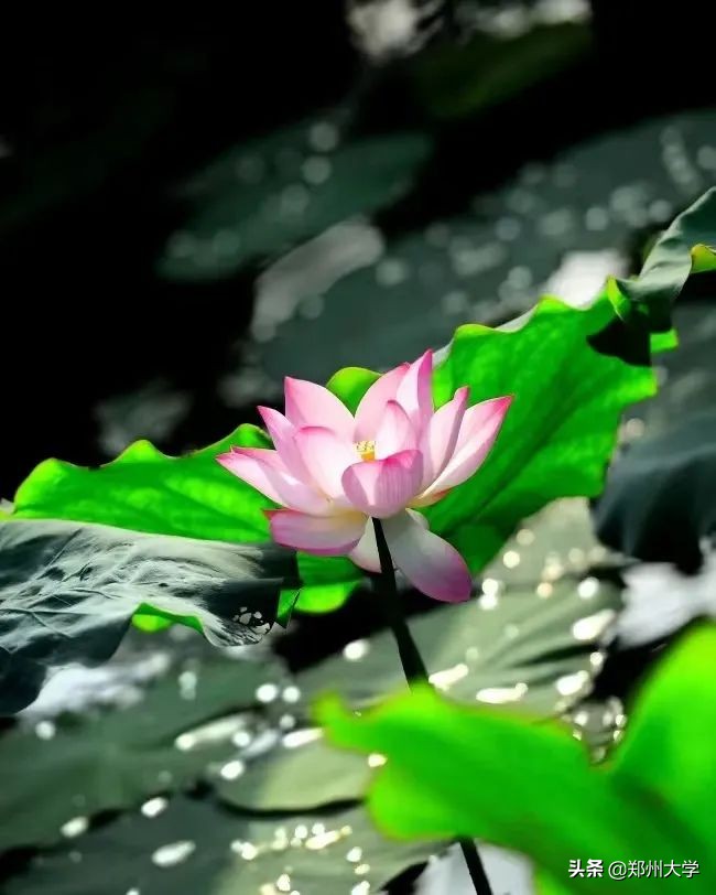 选择大学看哪些因素,选择郑州大学的理由