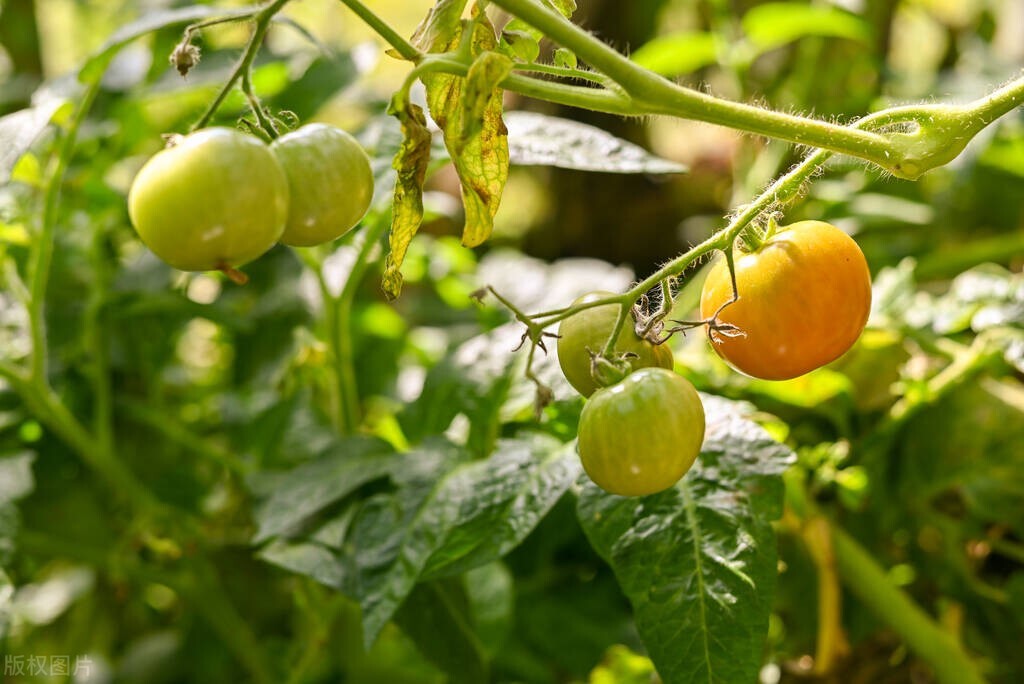 园艺师证件怎样办,初级园艺师资格证怎么报考